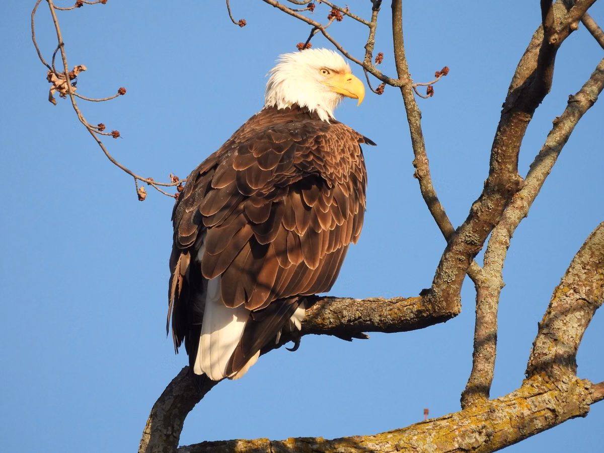 A bald eagle in a bare tree