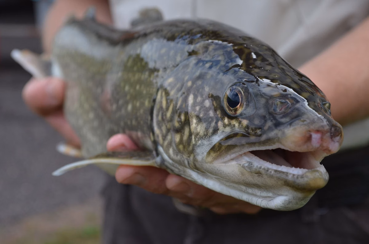 A lake trout held over the water before release