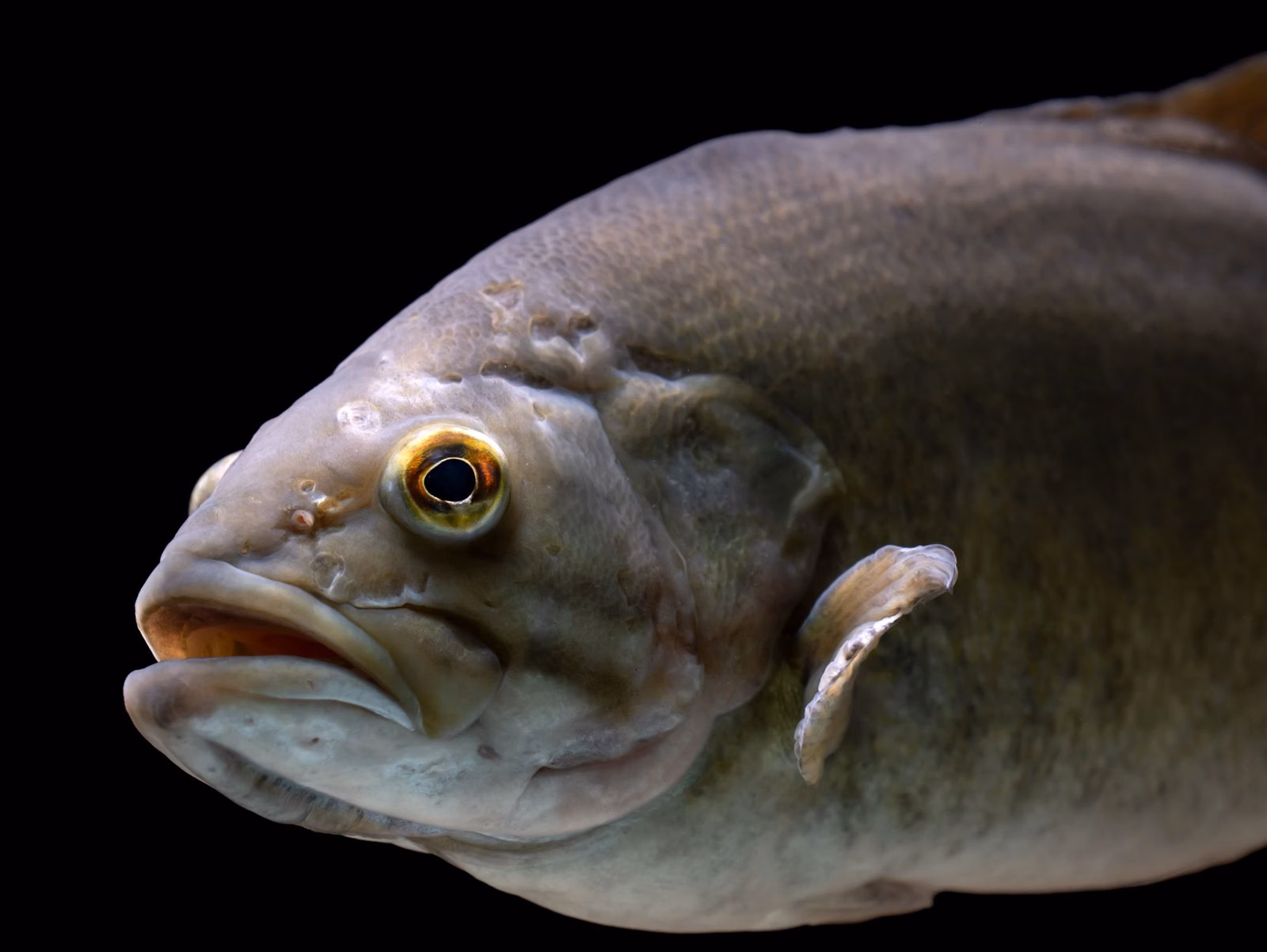 A smallmouth bass held by an angler