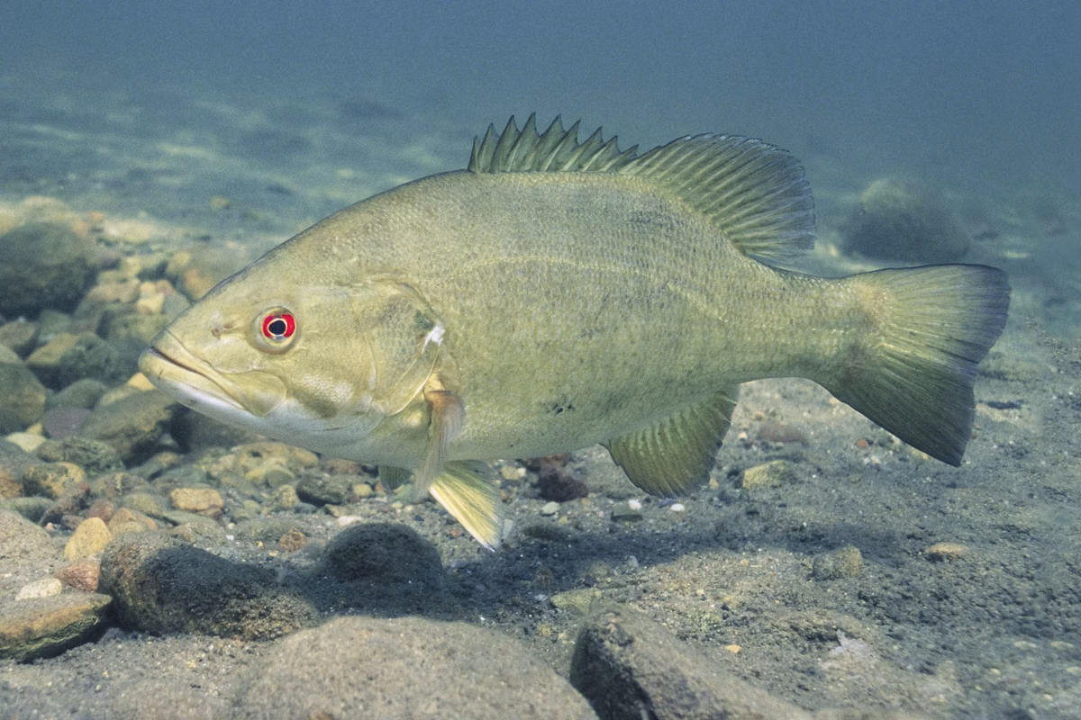 A smallmouth bass in clear water
