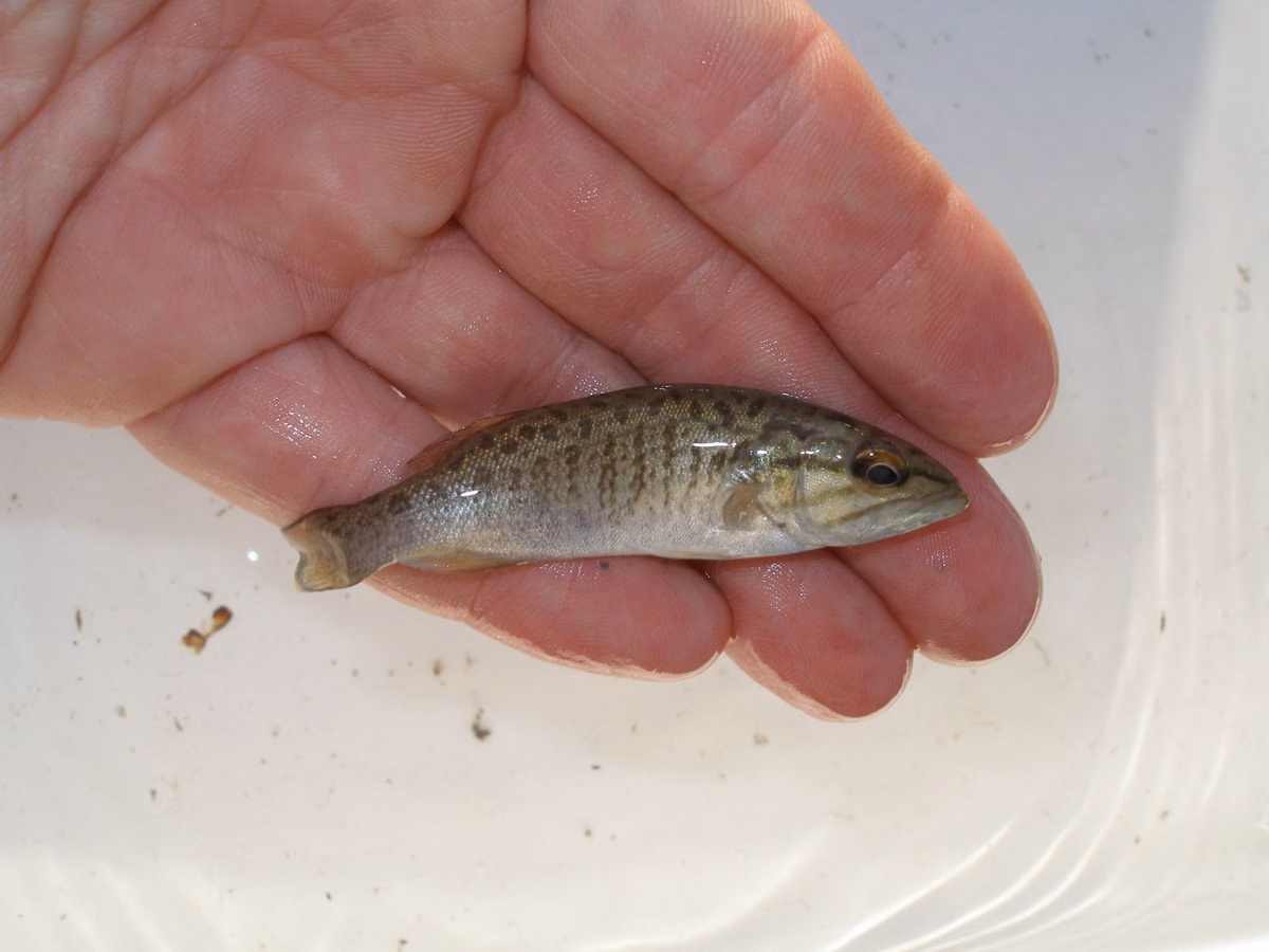 A smallmouth bass just out of the water