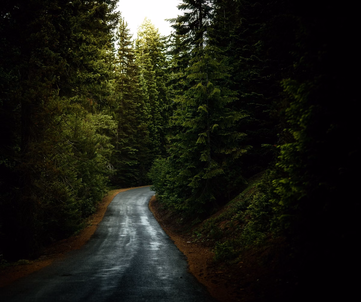 A narrow wet road curving into dark forest