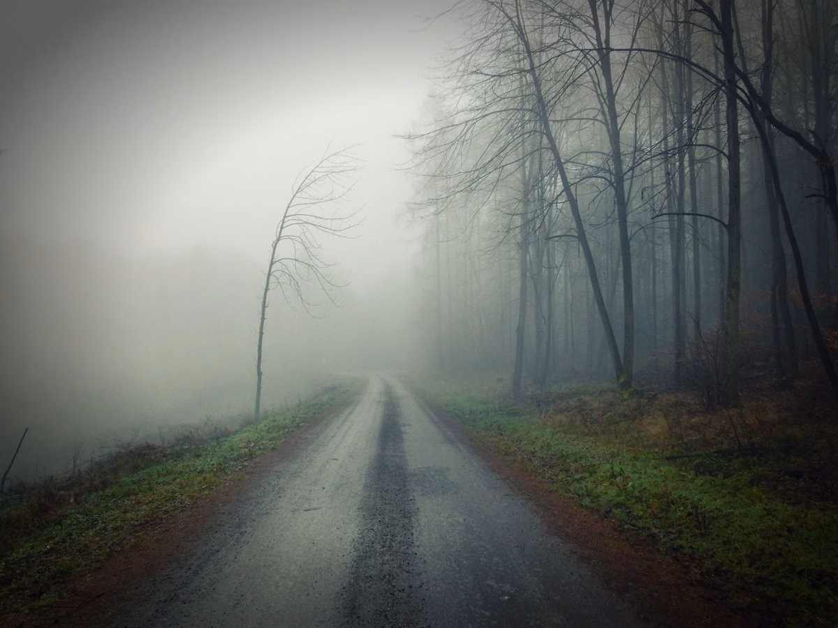 A quiet road beside a forest on a misty morning