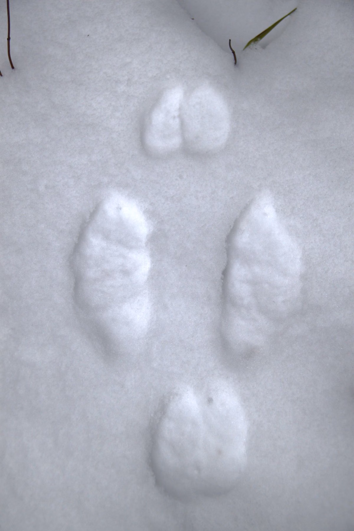 Snowshoe hare tracks in fresh snow in the woods