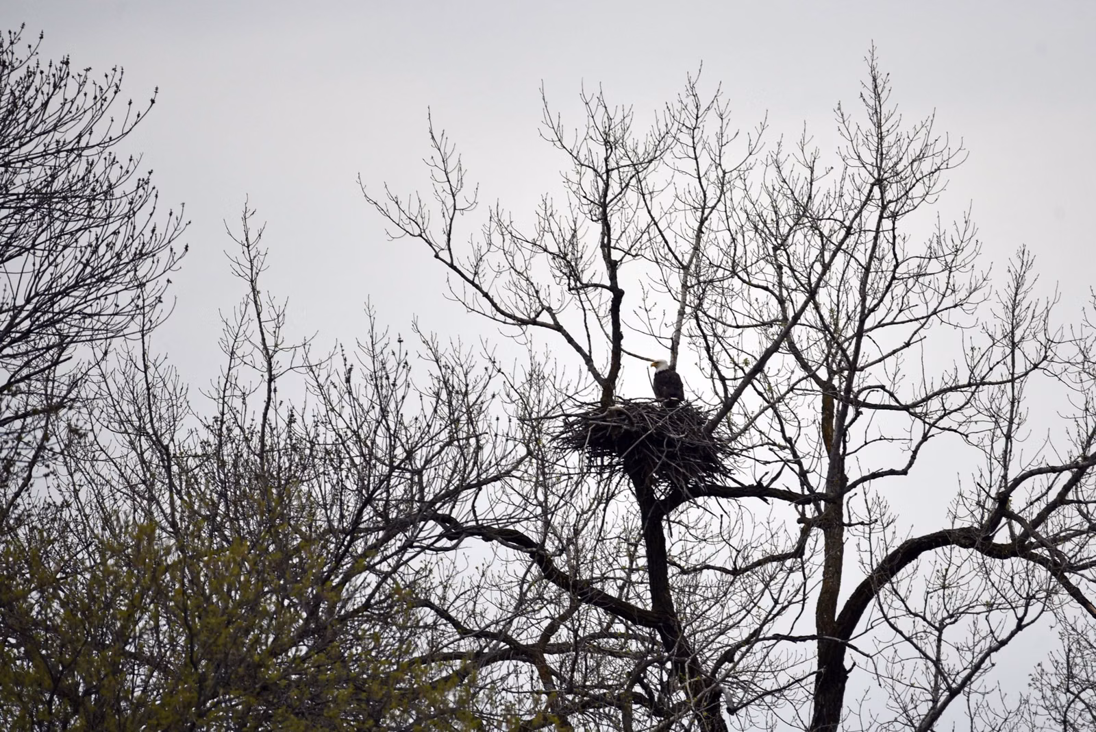 A bald eagle on a large stick nest high in a tree